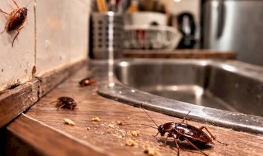 Pouca gente sabe, mas esta fruta comum irrita baratas e as afasta da cozinha