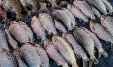 Peixe na Sexta-Feira Santa é tradição, não obrigação; veja o que a Igreja realmente determina