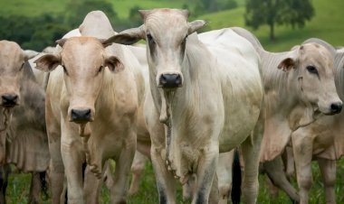 Agro age para evitar embargo europeu à carne brasileira; Goiás exportou U$189 mi em 2025