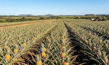 Jaraguá produz quase 70(%) do abacaxi de Goiás e consolida o Estado como polo da fruta no Centro-Oeste