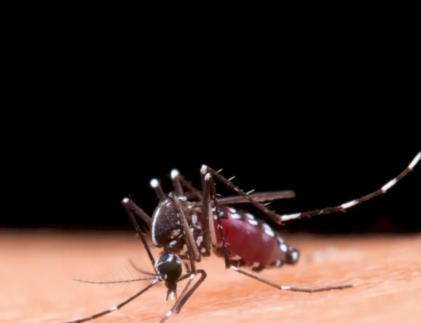 ‘Dengue ceifa vidas’: Saúde reage à pressão de médicos por subnotificação em Goiânia