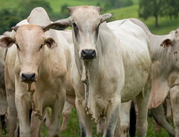 Agro age para evitar embargo europeu à carne brasileira; Goiás exportou U$189 mi em 2025