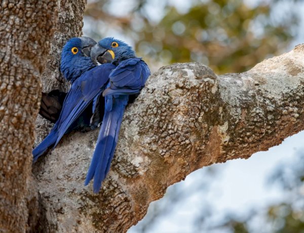 ‘Casal de arara azul é R$ 8 mil’: Tráfico de animais pela internet atrai goianos com negócios de até R$ 20 mil