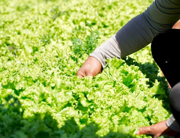 Programa dá 1kg de frutas e verduras para cada 2kg de resíduos recicláveis, em Goiânia