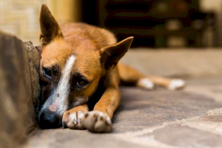 Uma menor é apreendida por agredir cachorro com pauladas em Jaraguá