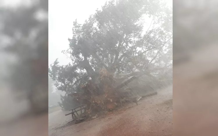 Árvore centenária cai durante temporal em Itapaci - Goiás