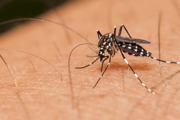 Goiás registra queda de 89% nos casos de dengue em relação a 2020