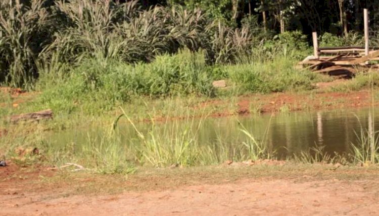 Idoso morre após se jogar em açude para tentar se proteger de ataque de abelhas