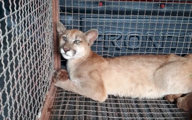 Onça é encontrada com ferimentos em fazenda de Jaraguá