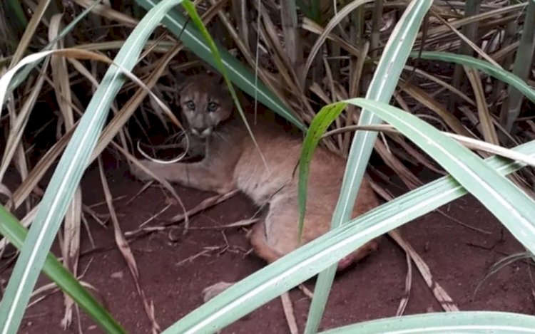 Onça é encontrada com ferimentos em fazenda de Jaraguá