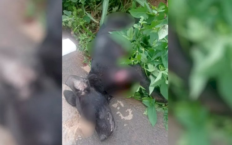 Em Goiás: Homem é preso suspeito de matar o próprio cachorro após ele morder a filha