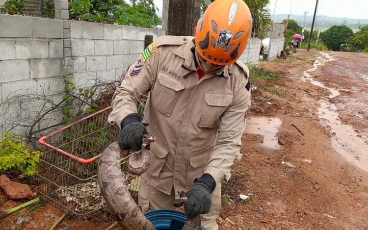 Em Goiás: Bombeiros capturam jiboia no quintal de casa