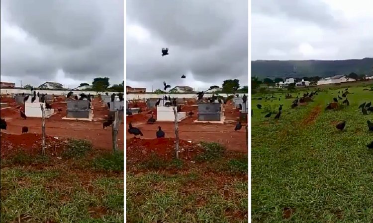 Bando de urubus invade cemitério e assusta moradores de Jaraguá, Goiás