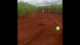 Menina vestida em Lençóis branco é vista entrada em canavial no município de Itapaci, Goiás