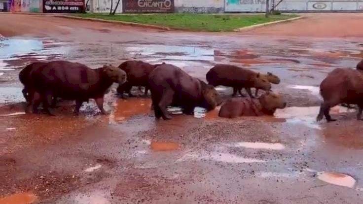 Em Goiás: Capivaras são flagradas tomando banho em buracos cheios d’água