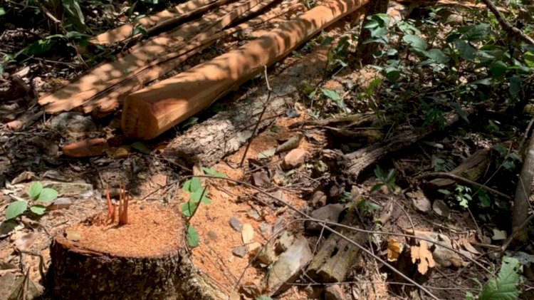 Em Goiás: Com uso de drone, polícia descobre desmatamento ilegal