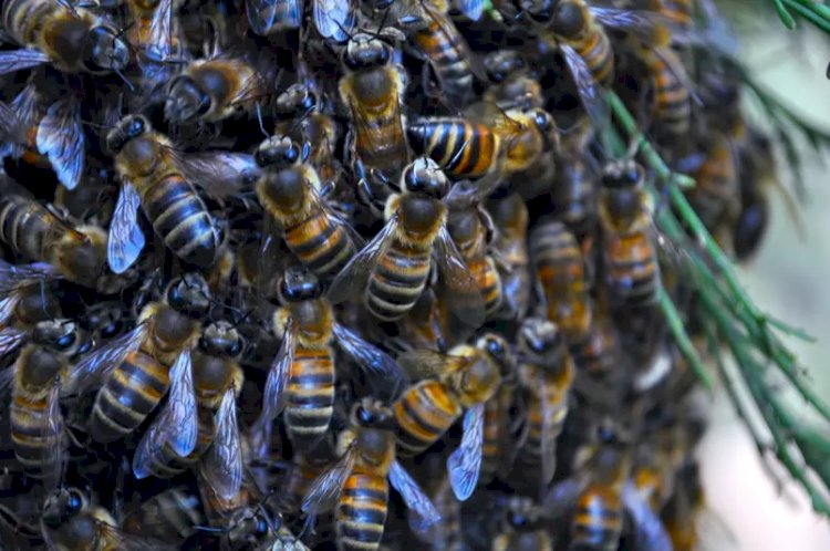 Como as abelhas do Brasil podem ajudar a biodiversidade e girar a economia