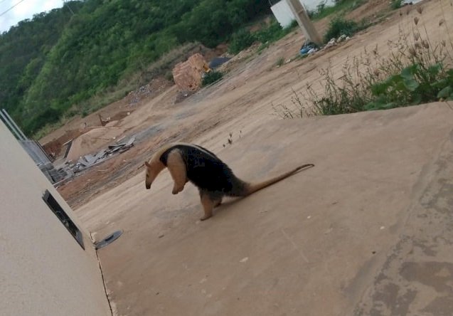 Em Goiás:  Homem é atacado por Tamanduá durante pescaria e acaba morrendo