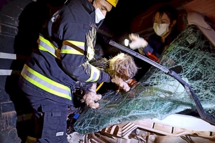 Em Goiás: Bombeiros resgatem três pessoas e um cão de acidente entre dois caminhões