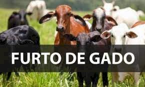 Polícia recupera em Crixás, 29 cabeças de gado furtadas na zona rural de Itapaci