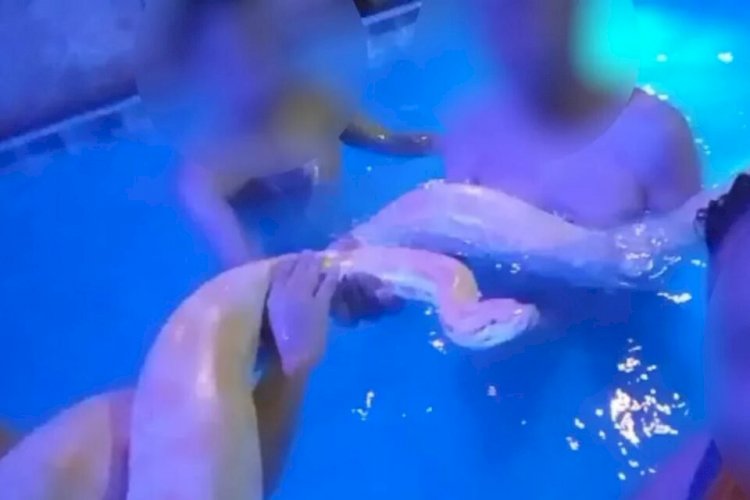 Em Goiás: Vídeo mostra cobra píton albina dentro de piscina durante festa