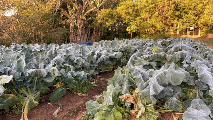 Frio intenso vai aumentar peso dos alimentos no bolso, mas energia e combustíveis preocupam mais