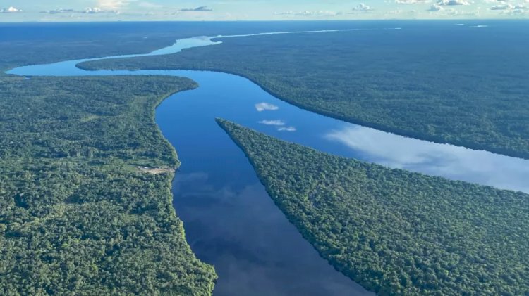 Transformação ecológica em larga escala ameaça Amazônia, diz painel global