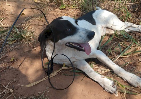 Homem arrasta cachorro por fio amarrado no pescoço do animal e acaba multado em R$ 3 mil