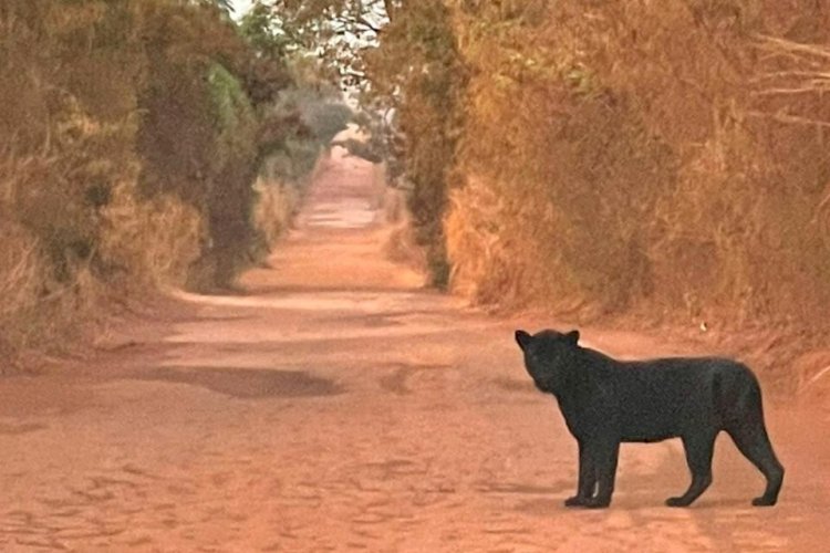 Onça-preta é vista na divisa entre Mato Grosso e Goiás, veja o vídeo