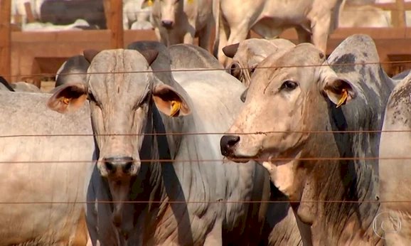 Preço da arroba bovina cai após casos de vaca louca e pecuarista alegam prejuízos