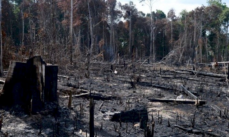 Crise climática e desmatamento da Amazônia podem deixar 11 milhões de brasileiros sob calor intenso