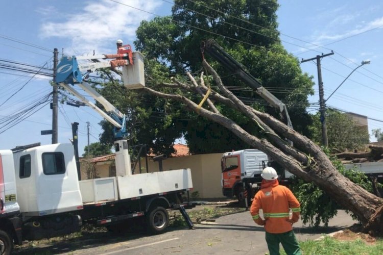 Vendaval: número de árvores caídas em Goiânia sobe para 60 – veja pontos afetados