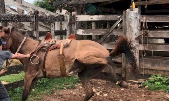 Em Goiás: Vaqueiro morre após ser pisoteado por burro em uma fazenda