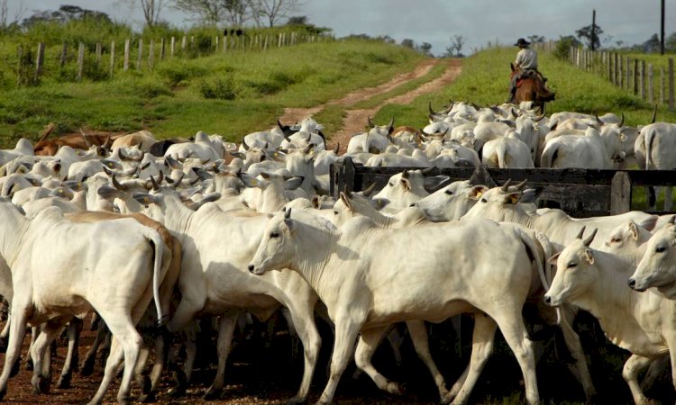 Após embargo da China, pecuaristas dos EUA pressionam por veto à carne bovina brasileira