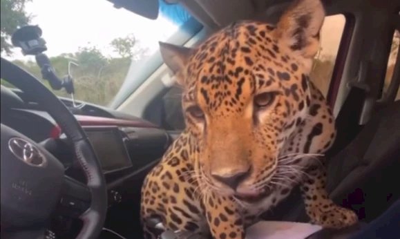 Em Goiás, Onça aparece 'brincando' dentro do carro de fotógrafo