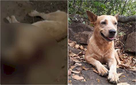 Em Goiás: Advogado é preso suspeito de ir até a casa de amigo e matar cachorro a tiros