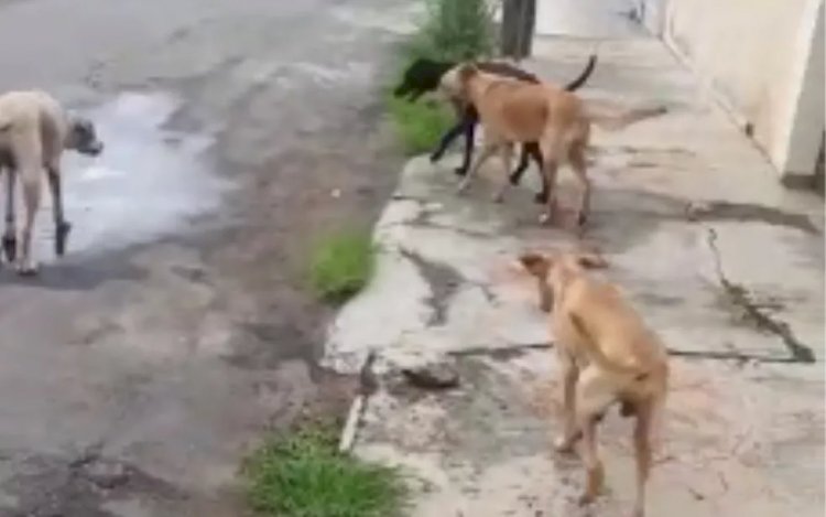 Em Goiás: Vizinha denuncia que família se mudou e abandonou cães sem água e comida