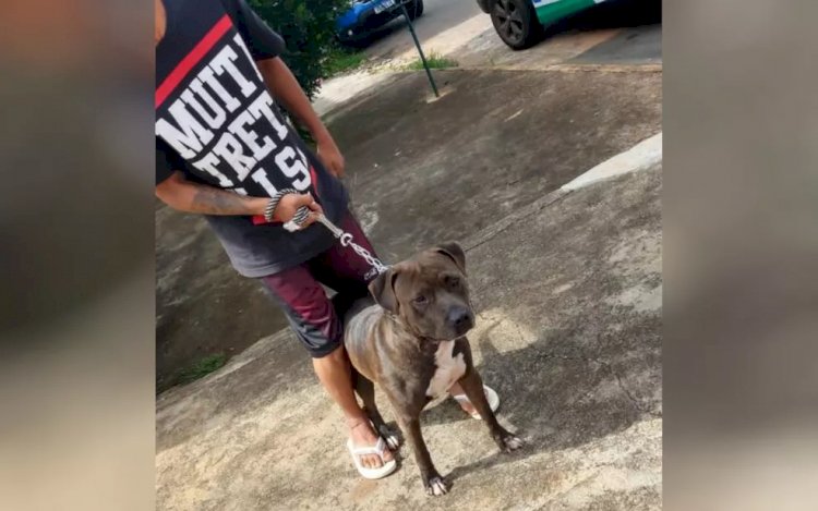 Em Goiás: Sem coleira, pit bull invade casa de idoso e mata pinscher de estimação com várias mordidas, diz PM