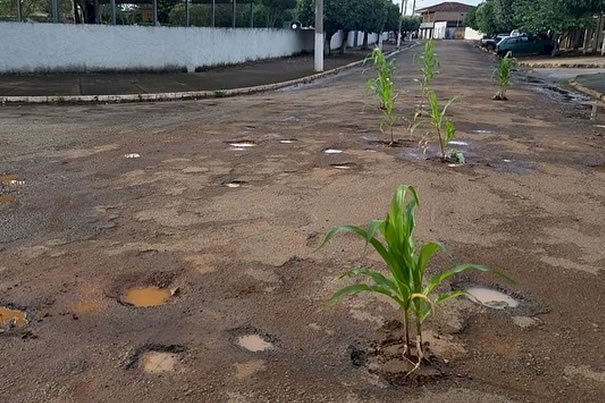 Moradores de Nova Glória plantam pés de milho em buracos que se formaram na rua