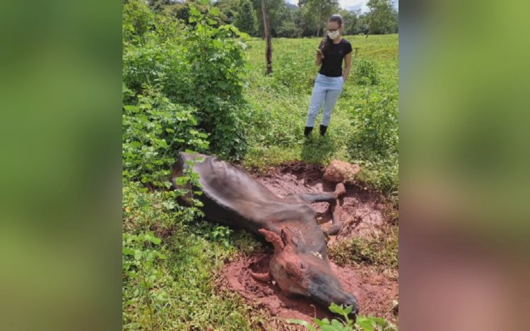 Boi morre com doença da raiva em fazenda de Rialma