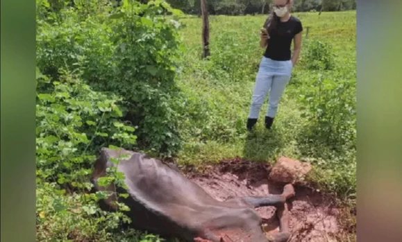 Em fazenda no município de Rialma, vaca morre com doença da raiva