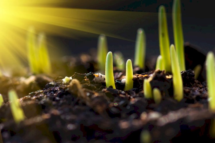 As plantas conversam entre si: isso não é ficção, é ciência