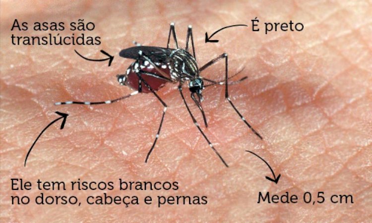 Prefeitura de Ceres alerta a população para prevenção e controle da dengue