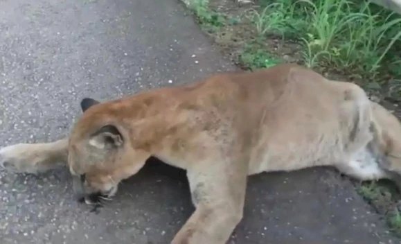 Onça parda é morta por atropelamento na GO-080 entre Jaraguá e Goianésia