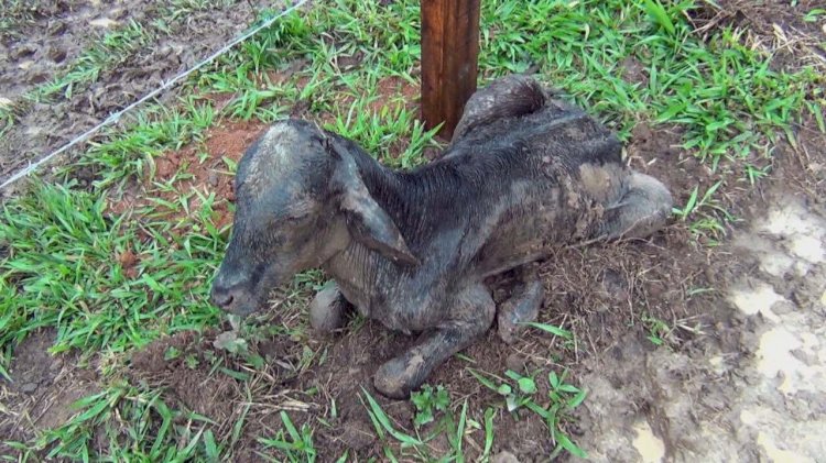 Bezerros são resgatados de maus-tratos e polícia suspeita que animais eram usados para aplicar golpes financeiros