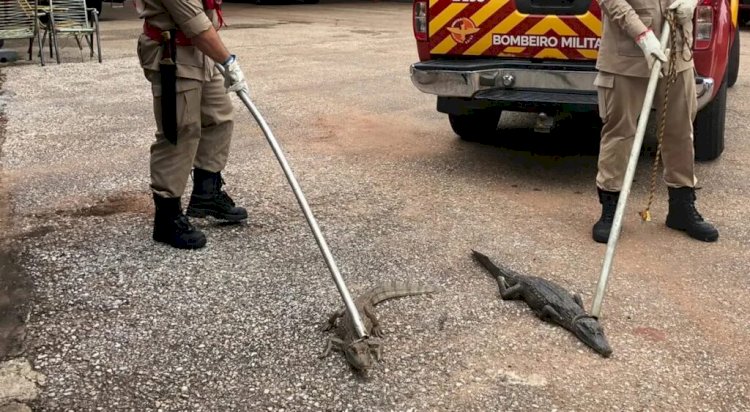 Em Goiás: Bombeiros retiram quase 60 jacarés de lagoa; bebê já foi atacado