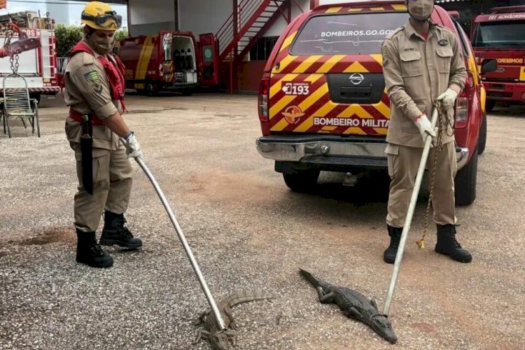 Bombeiros retiram 59 jacarés de lagoa em Porangatu