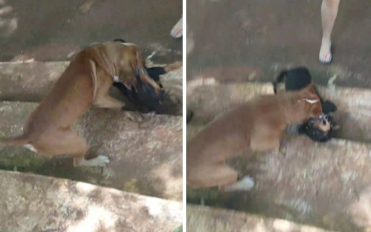 Cachorro morre ao ser atacado por outro cão, em rua de Ceres;