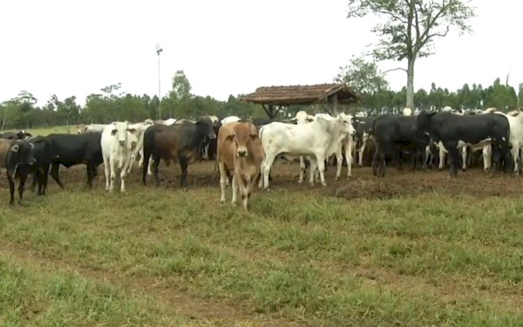 Pecuarista de goianésia é preso por aplicar golpes em leilões de gado. Prejuizo ultrapassa 1,5 milhões