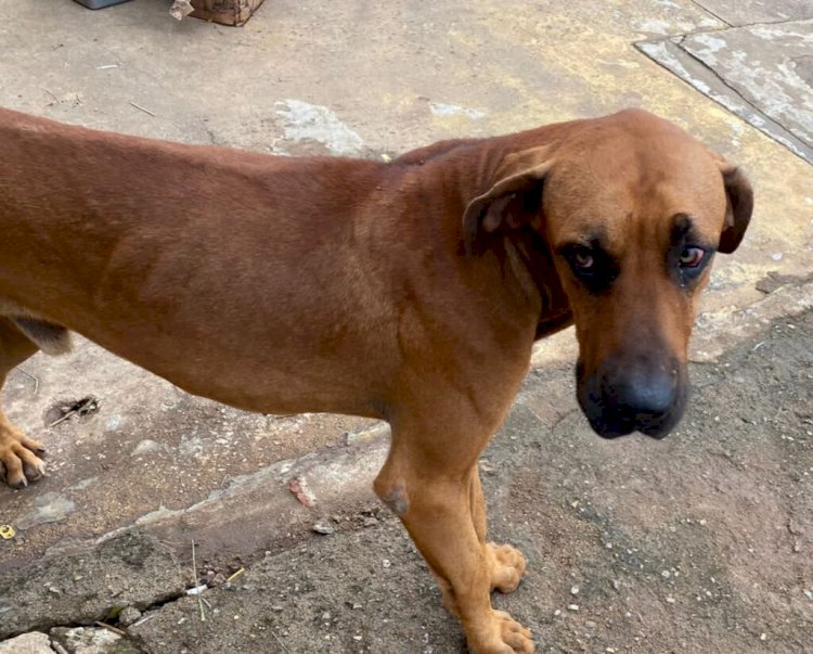 Em Goiás: Homem é preso pela segunda vez por maus-tratos contra animais